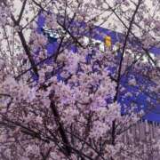 おるる 桜〜！！ 秒即DE舐めてミント池袋店