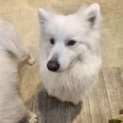 ヒメ日記 2026/03/21 09:54 投稿 はるか スピード難波店