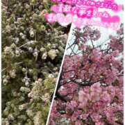 ヒメ日記 2025/03/04 19:33 投稿 菜々緒 モアグループ春日部人妻城