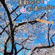 ヒメ日記 2025/04/05 09:48 投稿 菜々緒 モアグループ春日部人妻城