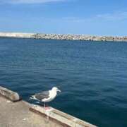 ヒメ日記 2025/08/19 15:33 投稿 みれい シークレットサービス