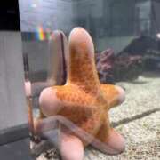 ヒメ日記 2025/11/22 10:57 投稿 みれい シークレットサービス