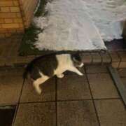 みれい 朝からはっぴー シークレットサービス