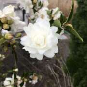 ヒメ日記 2024/12/17 14:34 投稿 樋口瑞希 こあくまな熟女たち 静岡店（KOAKUMAグループ）