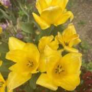 ヒメ日記 2025/04/15 13:27 投稿 樋口瑞希 こあくまな熟女たち 静岡店（KOAKUMAグループ）