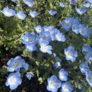 ヒメ日記 2025/04/15 13:40 投稿 樋口瑞希 こあくまな熟女たち 静岡店（KOAKUMAグループ）