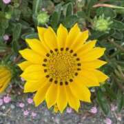 ヒメ日記 2025/04/25 14:01 投稿 樋口瑞希 こあくまな熟女たち 静岡店（KOAKUMAグループ）