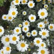 ヒメ日記 2025/04/25 17:03 投稿 樋口瑞希 こあくまな熟女たち 静岡店（KOAKUMAグループ）