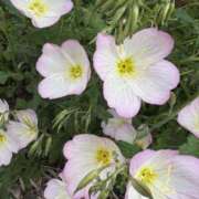 ヒメ日記 2025/04/29 15:15 投稿 樋口瑞希 こあくまな熟女たち 静岡店（KOAKUMAグループ）