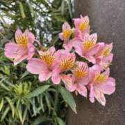 ヒメ日記 2025/05/12 14:23 投稿 樋口瑞希 こあくまな熟女たち 静岡店（KOAKUMAグループ）