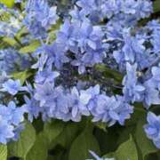 ヒメ日記 2025/06/20 15:41 投稿 樋口瑞希 こあくまな熟女たち 静岡店（KOAKUMAグループ）