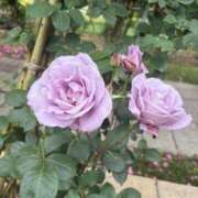 ヒメ日記 2025/06/27 14:31 投稿 樋口瑞希 こあくまな熟女たち 静岡店（KOAKUMAグループ）