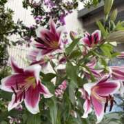 ヒメ日記 2025/07/11 14:56 投稿 樋口瑞希 こあくまな熟女たち 静岡店（KOAKUMAグループ）