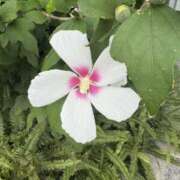 ヒメ日記 2025/09/02 17:34 投稿 樋口瑞希 こあくまな熟女たち 静岡店（KOAKUMAグループ）