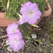 ヒメ日記 2025/09/08 13:37 投稿 樋口瑞希 こあくまな熟女たち 静岡店（KOAKUMAグループ）