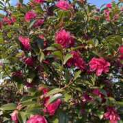 ヒメ日記 2025/11/28 16:08 投稿 樋口瑞希 こあくまな熟女たち 静岡店（KOAKUMAグループ）