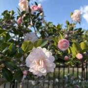 ヒメ日記 2025/11/28 16:18 投稿 樋口瑞希 こあくまな熟女たち 静岡店（KOAKUMAグループ）