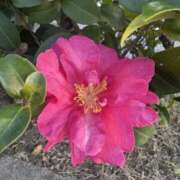 樋口瑞希 本日出勤します☆ こあくまな熟女たち 静岡店（KOAKUMAグループ）