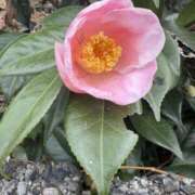 ヒメ日記 2025/12/16 17:24 投稿 樋口瑞希 こあくまな熟女たち 静岡店（KOAKUMAグループ）