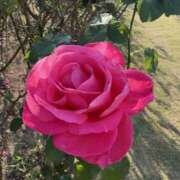 ヒメ日記 2025/12/19 17:12 投稿 樋口瑞希 こあくまな熟女たち 静岡店（KOAKUMAグループ）