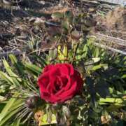 ヒメ日記 2026/01/13 14:40 投稿 樋口瑞希 こあくまな熟女たち 静岡店（KOAKUMAグループ）