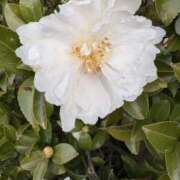 樋口瑞希 K様。お礼です！ こあくまな熟女たち 静岡店（KOAKUMAグループ）