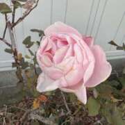 樋口瑞希 素敵なひとときをありがとう こあくまな熟女たち 静岡店（KOAKUMAグループ）