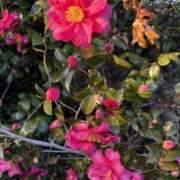 ヒメ日記 2026/02/10 15:21 投稿 樋口瑞希 こあくまな熟女たち 静岡店（KOAKUMAグループ）