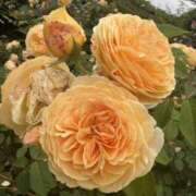 ヒメ日記 2026/02/13 14:44 投稿 樋口瑞希 こあくまな熟女たち 静岡店（KOAKUMAグループ）