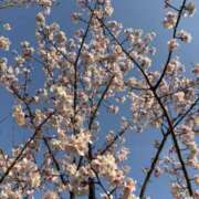 ヒメ日記 2026/03/03 14:39 投稿 樋口瑞希 こあくまな熟女たち 静岡店（KOAKUMAグループ）