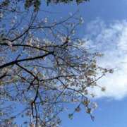 ヒメ日記 2026/04/03 13:38 投稿 樋口瑞希 こあくまな熟女たち 静岡店（KOAKUMAグループ）