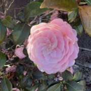 樋口瑞希 本日出勤します♪ こあくまな熟女たち 静岡店（KOAKUMAグループ）