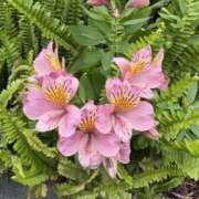 ヒメ日記 2026/05/08 13:28 投稿 樋口瑞希 こあくまな熟女たち 静岡店（KOAKUMAグループ）