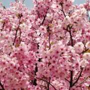 ヒメ日記 2025/04/06 10:49 投稿 りょうこ 熟女総本店 堺東店