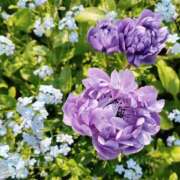 ヒメ日記 2025/04/17 15:15 投稿 りょうこ 熟女総本店 堺東店