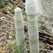 ヒメ日記 2026/03/03 18:49 投稿 りょうこ 熟女総本店 堺東店