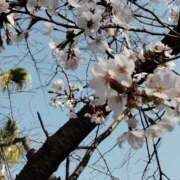 ヒメ日記 2026/03/22 13:09 投稿 りょうこ 熟女総本店 堺東店