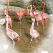 ヒメ日記 2026/03/22 17:39 投稿 りょうこ 熟女総本店 堺東店