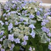 ヒメ日記 2026/03/26 20:19 投稿 りょうこ 熟女総本店 堺東店