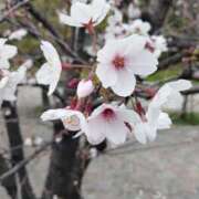 ヒメ日記 2026/03/29 18:19 投稿 りょうこ 熟女総本店 堺東店