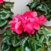 ヒメ日記 2024/12/18 16:45 投稿 きょうこ 待ちナビ