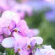 ヒメ日記 2024/12/20 11:49 投稿 きょうこ 待ちナビ