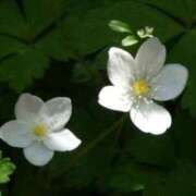 ヒメ日記 2025/03/11 12:35 投稿 きょうこ 待ちナビ