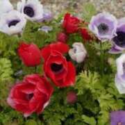 ヒメ日記 2025/03/18 13:15 投稿 きょうこ 待ちナビ