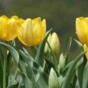 ヒメ日記 2025/03/20 13:35 投稿 きょうこ 待ちナビ