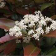 ヒメ日記 2025/04/08 13:16 投稿 きょうこ 待ちナビ