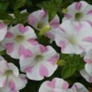 ヒメ日記 2025/04/10 14:35 投稿 きょうこ 待ちナビ