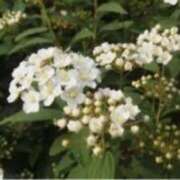 ヒメ日記 2025/04/23 12:35 投稿 きょうこ 待ちナビ