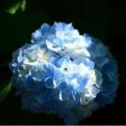 ヒメ日記 2025/05/16 19:11 投稿 きょうこ 待ちナビ