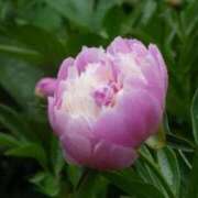 ヒメ日記 2025/05/21 16:37 投稿 きょうこ 待ちナビ